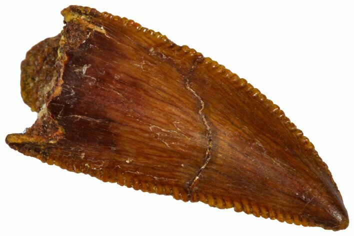 Serrated, Raptor Premaxillary Tooth - Real Dinosaur Tooth #360978